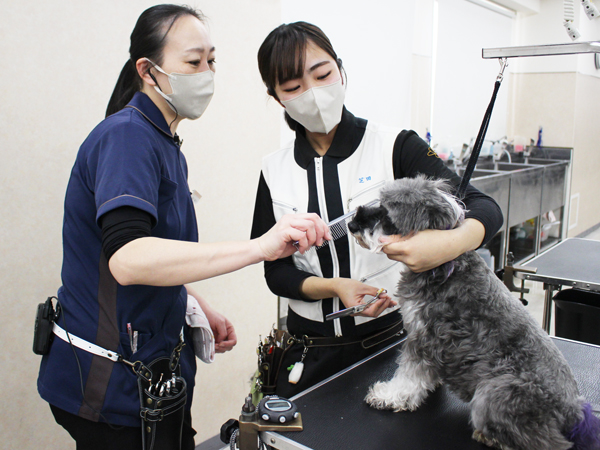 モデル犬とトリミング実習！